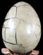 Septarian Dragon Egg Geode - Black Crystals #48002-3
